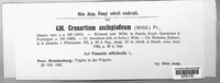 Cronartium flaccidum image